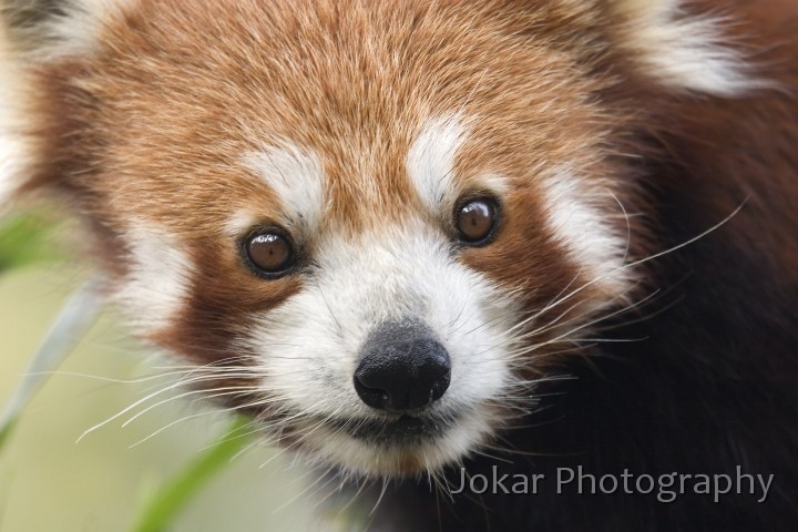 Mogo Zoo_20061021_036.jpg - Red Panda, Mogo Zoo NSW